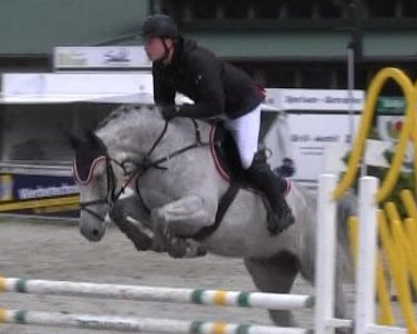 jumper Zanzara E (Westphalian, 2009, from Zürich)