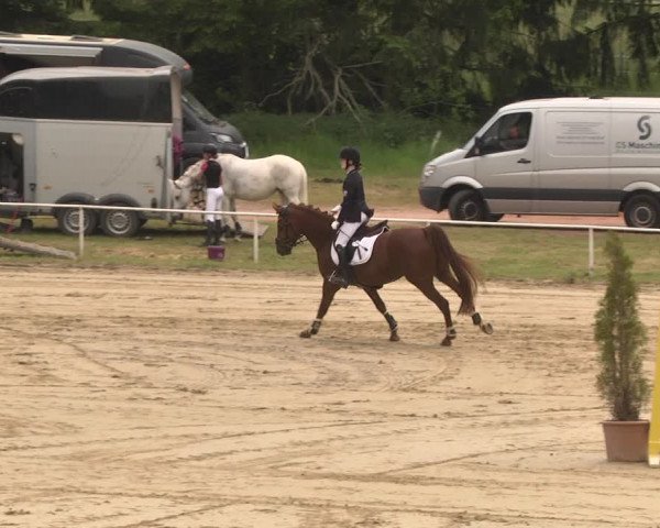 Reitturnier Heiligenwald 2021