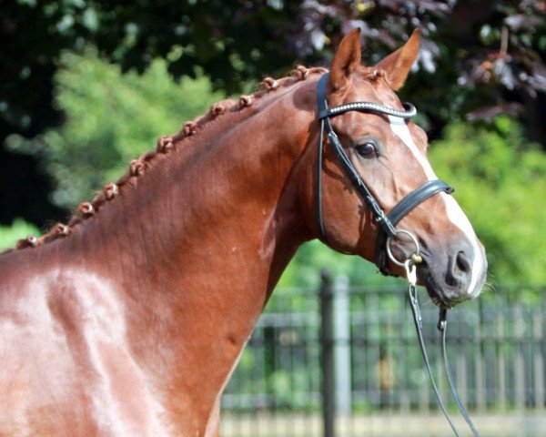 dressage horse Blickfang (Hanoverian, 2011, from Belissimo NRW)