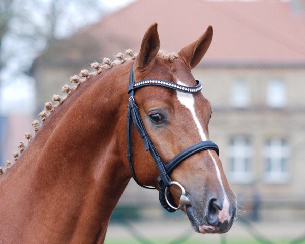 stallion Avicii (Westphalian, 2012, from Apache) stallion Avicii (Westphalian, 2012, from Apache)