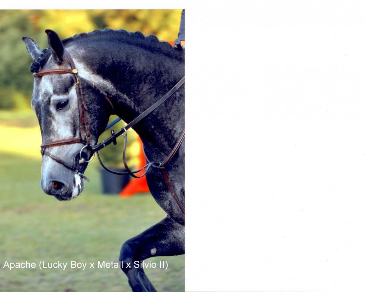 jumper Apache (KWPN (Royal Dutch Sporthorse), 2005, from Lucky Boy)
