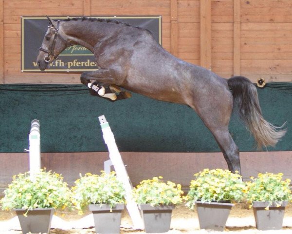 Pferd Cerrol (Holsteiner, 2007, von Clarimo Ask)