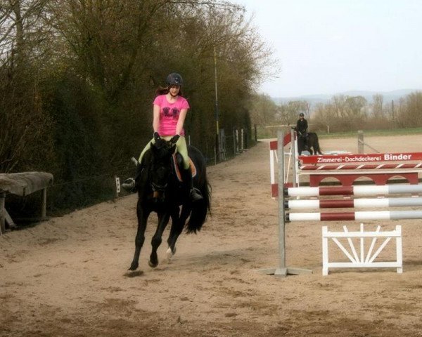 jumper Úri Muri (Hungarian Warmblood, 2006, from Ünnep) jumper Úri Muri (Hungarian Warmblood, 2006, from Ünnep)