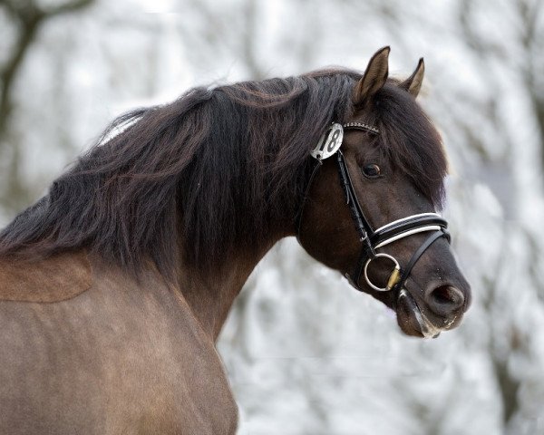 stallion Tocara's Standing Ovation (Morgan Horse, 2010, from Tocaras Master of Success) stallion Tocara's Standing Ovation (Morgan Horse, 2010, from Tocaras Master of Success)