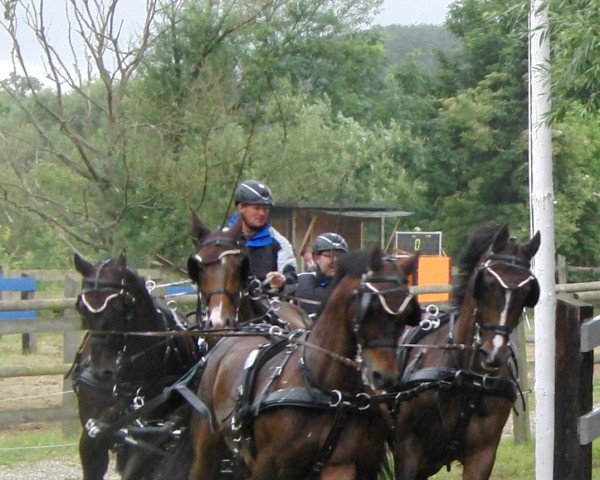 horse Monaco 106 (Oldenburg, 1999, from Matador)