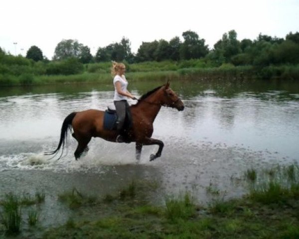 horse Seeräuber 3 (Brandenburg, 2000, from Seebote)