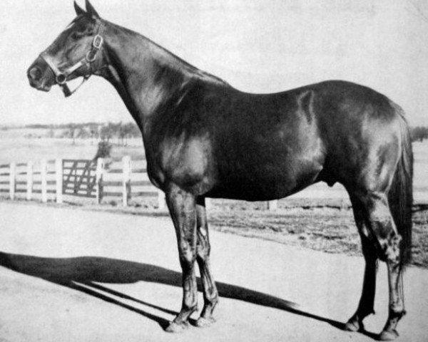 stallion Jet Pilot xx (Thoroughbred, 1944, from Blenheim II xx)