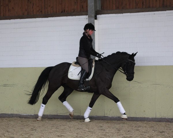 Pferd Dark Dancer (Hannoveraner, 2012, von Don Crusador)