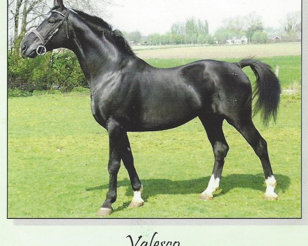 stallion Valesco Irisch Taxi Farm D'09 (Belgian Warmblood, 1998, from Gotspe) stallion Valesco Irisch Taxi Farm D'09 (Belgian Warmblood, 1998, from Gotspe)