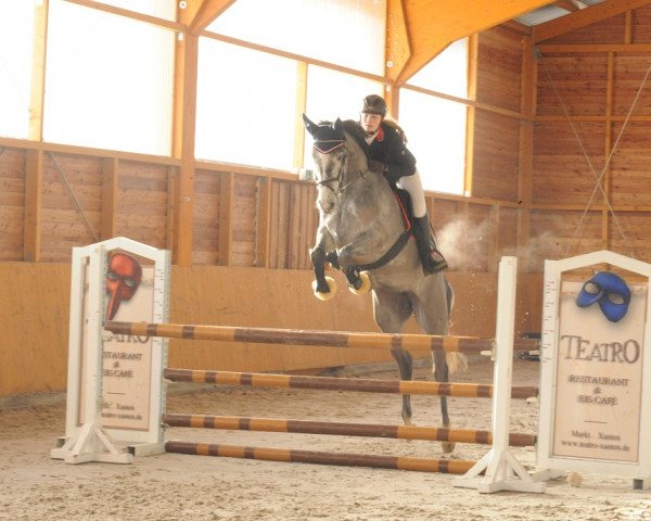 Springpferd Cassandra (Rheinländer, 2010, von Cassini Boy Junior)