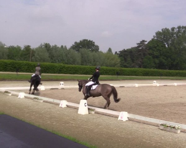 Reitturnier Münster-Handorf 2021