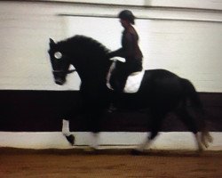 dressage horse Ramazotti (Hanoverian, 2010, from Rascalino)