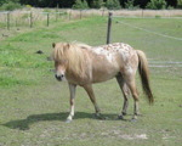 broodmare Luna (Dt.Part-bred Shetland pony, 2012, from Harry van het Lammershof)
