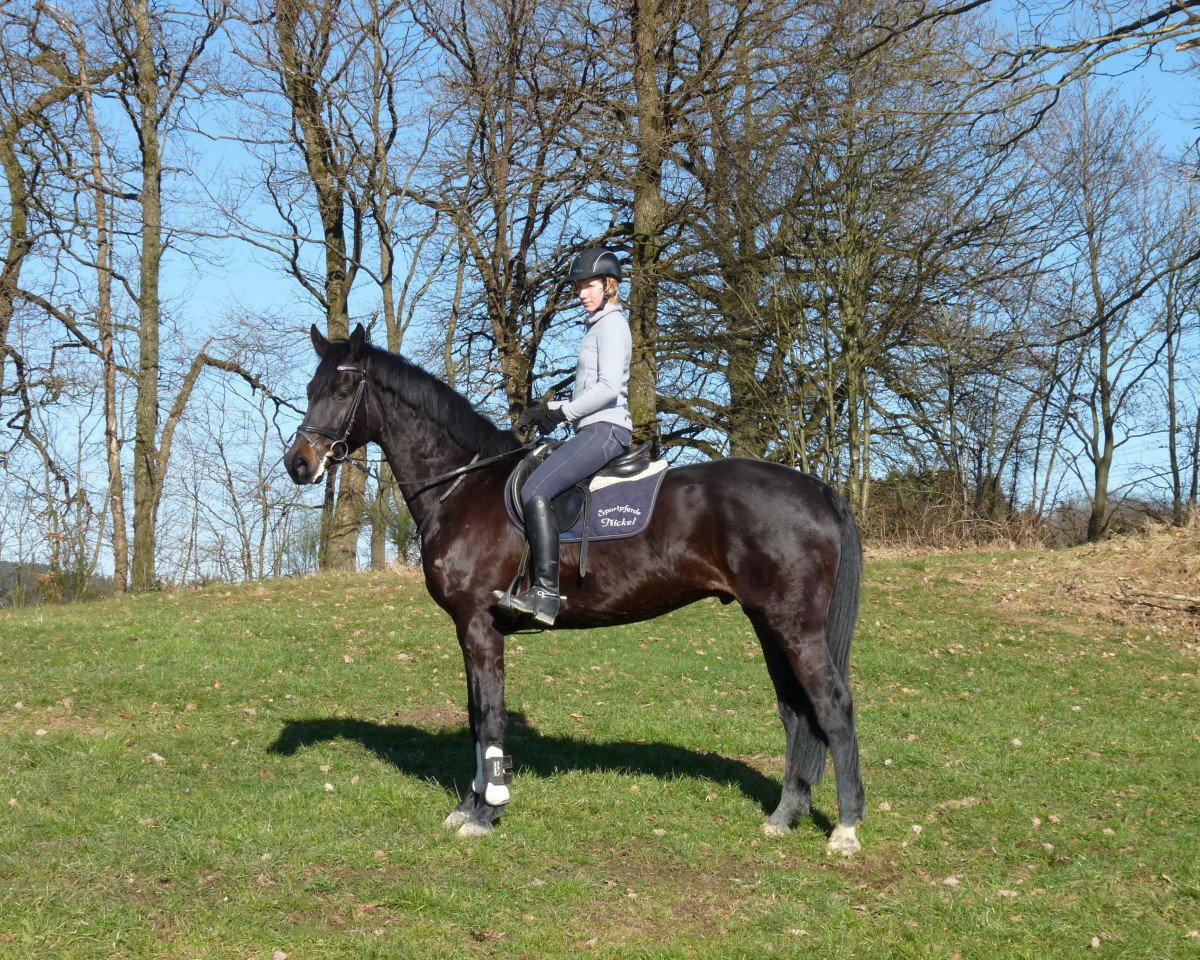 dressage horse Boso 2 (Rhinelander, 2010, from Boritas)