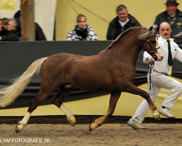 stallion Bekveld's Dave (Welsh-Pony (Section B), 2006, from Breeton Dai) stallion Bekveld's Dave (Welsh-Pony (Section B), 2006, from Breeton Dai)