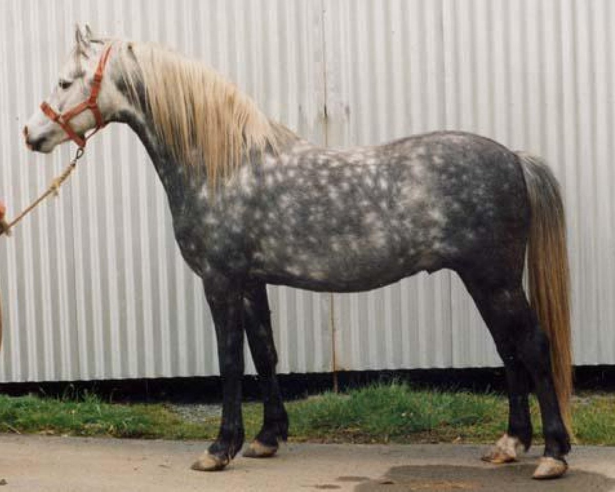 stallion Sarnau Rheolwr (Welsh-Pony (Section B), 1985, from Sarnau Rhodri)
