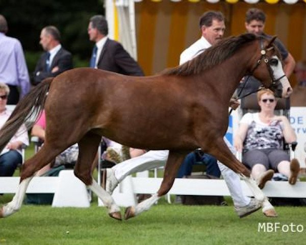 broodmare Weltevreden's Cherry Blossom (Welsh-Pony (Section B), 2006, from Warmwell Page Boy)