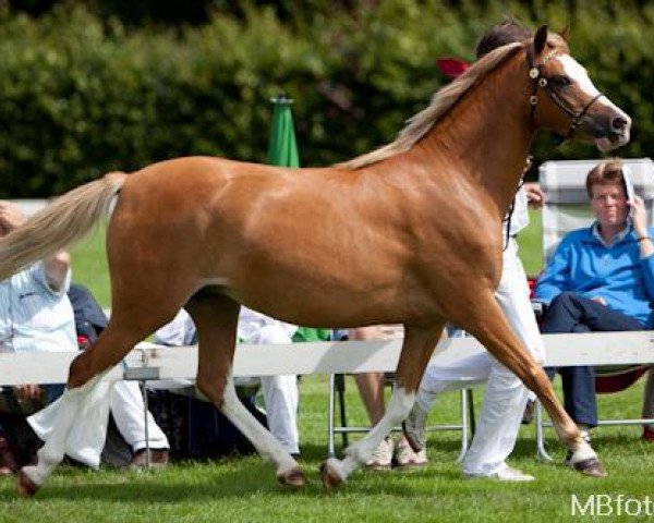 horse Weltevreden's June (Welsh-Pony (Section B), 2006, from Warmwell Page Boy)