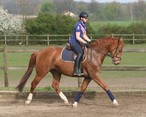 broodmare Siria (Westphalian, 2011, from Silbermond)