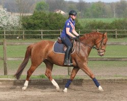 broodmare Siria (Westphalian, 2011, from Silbermond)