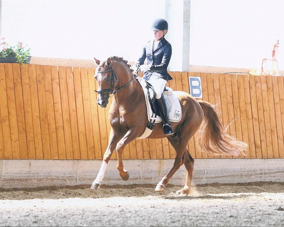 stallion Sir Hillebrand (German Riding Pony, 2005, from Halenkino)