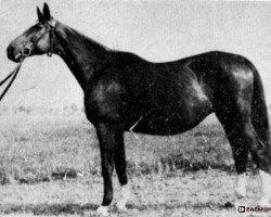 broodmare Awantura (Trakehner, 1939)