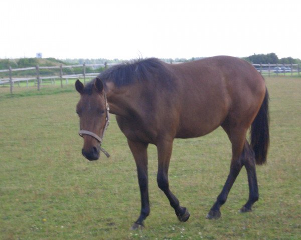 broodmare E-Landlady (Holsteiner, 1990, from Landlord)