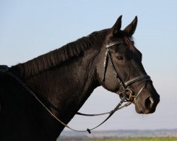 dressage horse Alexia 22 (Württemberger, 2002, from Alassio)