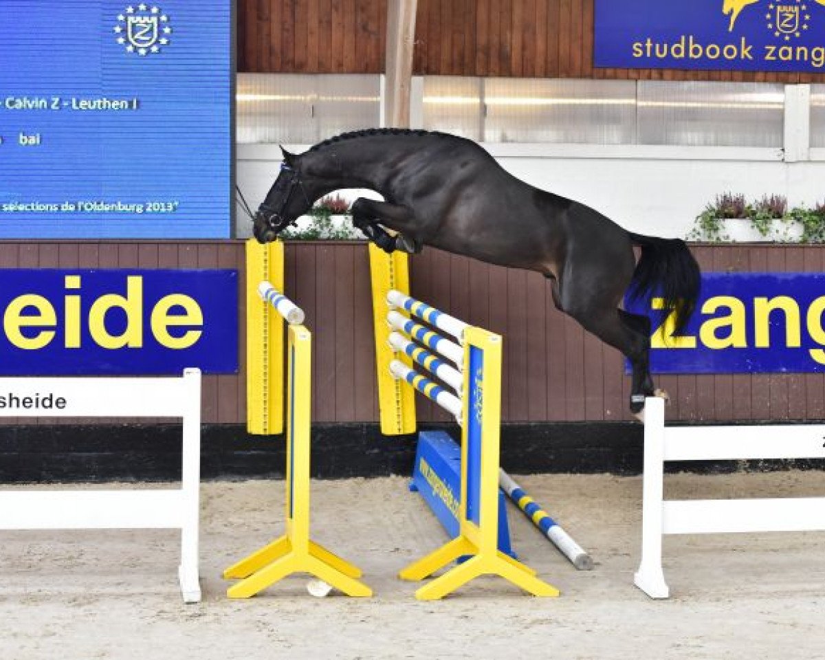 Deckhengst Solid Gold Z (Oldenburger, 2011, von Stakkato Gold)