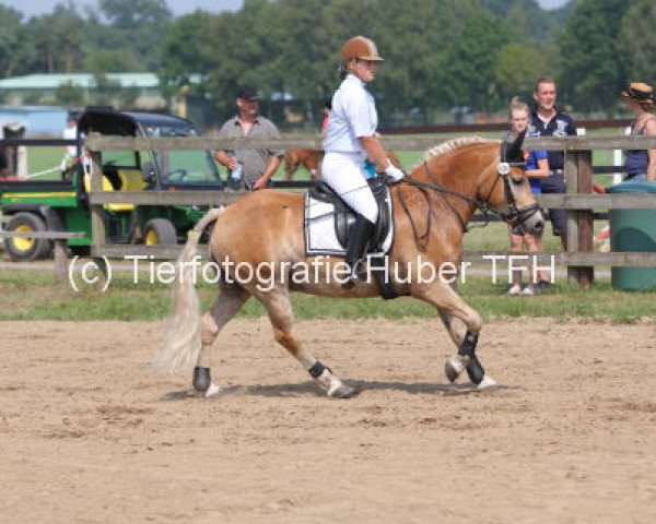 horse Sky (Haflinger, 2009, from Standing Ovation)