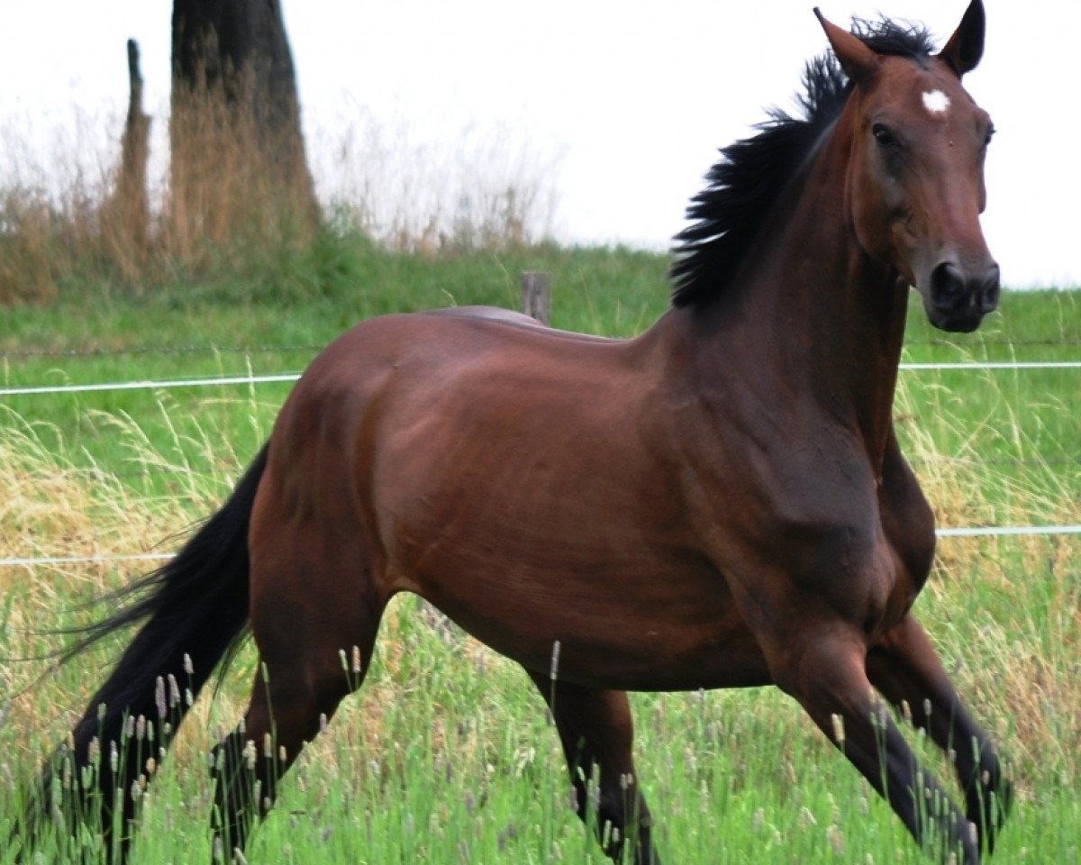 broodmare Daphne (Oldenburg, 2001, from Diamond Hit)
