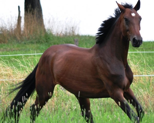 broodmare Daphne (Oldenburg, 2001, from Diamond Hit)