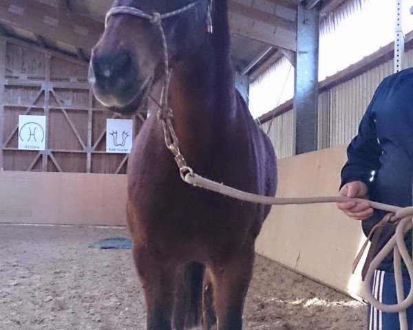 horse Antony-Lee (Czech Warmblood, 1992, from Hubertus humbursky)