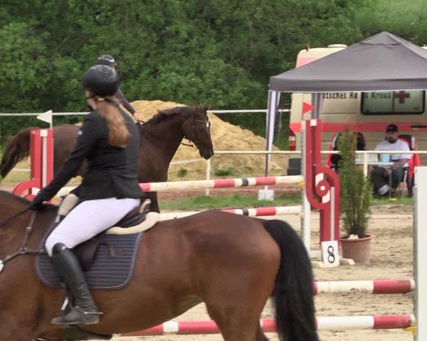 Reitturnier Heiligenwald 2021