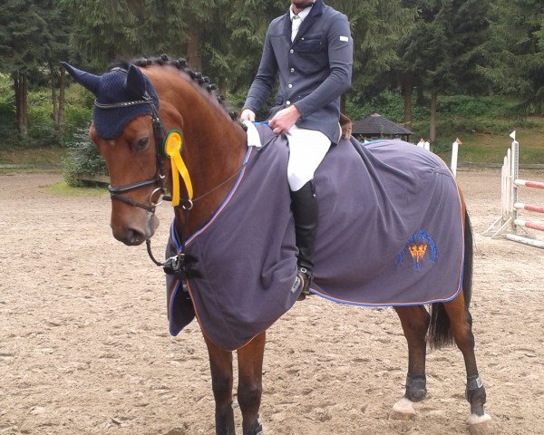 jumper Carello B (Westphalian, 2009, from Carell)
