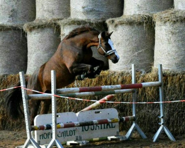 broodmare Anka 327 (German Sport Horse, 2005, from Acodetto I)