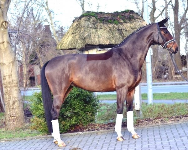 Pferd Comtess (Oldenburger, 2010, von Christ)