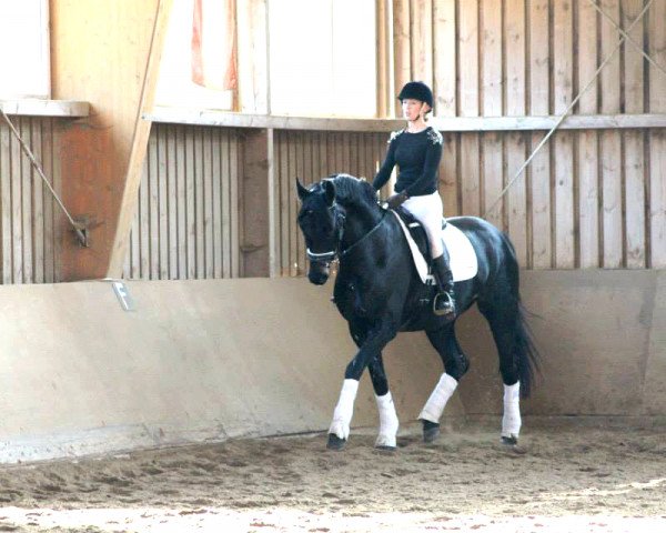 broodmare Sunrise 150 (Oldenburg, 2009, from Fidertanz) broodmare Sunrise 150 (Oldenburg, 2009, from Fidertanz)