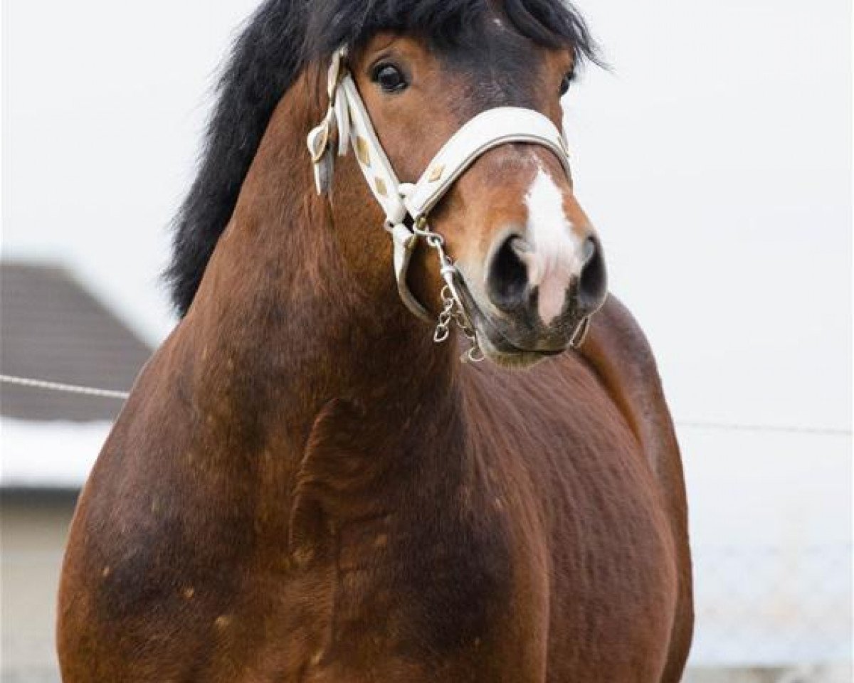 jumper Lucky (Rhenish-German Cold-Blood, 2008, from Lausbub)