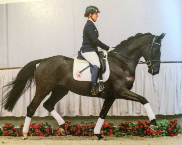 horse Stute von Silbermond x Sir Oldenburg (Westphalian, 2011, from Silbermond)