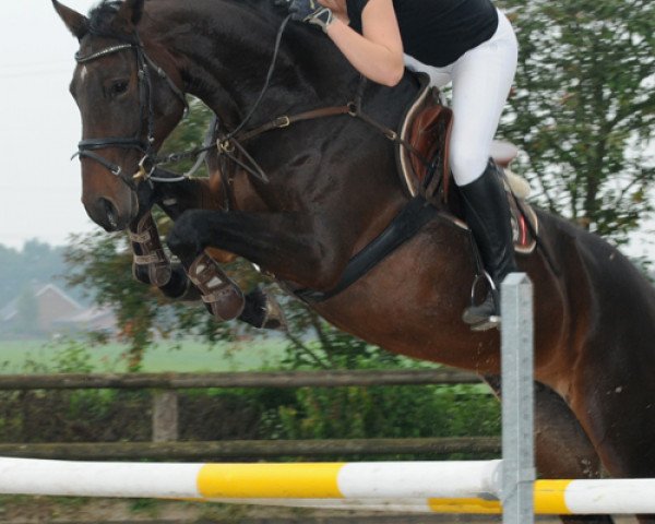 broodmare Amicelli 138 (Westphalian, 2009, from Arpeggio)