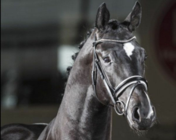 dressage horse Shelby 15 (Hanoverian, 2011, from Sir Donnerhall I)