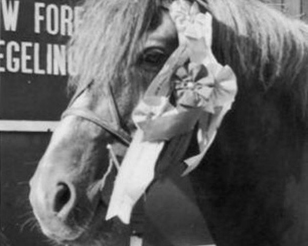 stallion Black Knoll Red Clover (New Forest Pony, 1956, from Forest Horse) stallion Black Knoll Red Clover (New Forest Pony, 1956, from Forest Horse)
