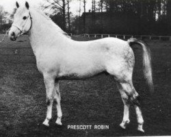 stallion Prescott Robin (New Forest Pony, 1958, from Prescott Junius)