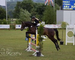 jumper Estanzia 3 (Hanoverian, 2007, from Embassy I)