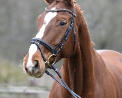 Dressurpferd Emilia (Westfale, 2008, von Estobar NRW)