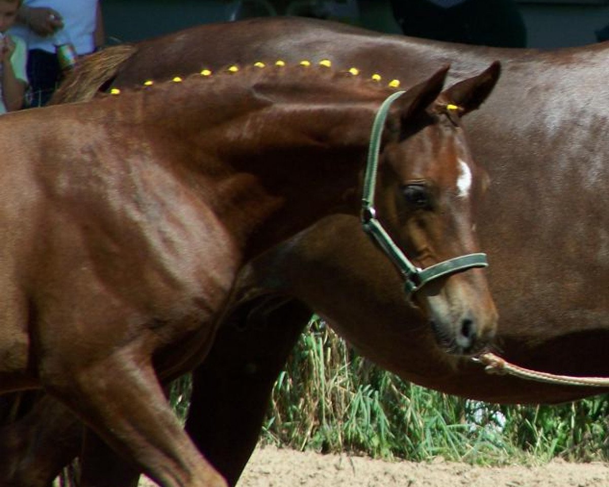 Springpferd Delano 91 (Deutsches Reitpony, 2010, von DSP de Long)