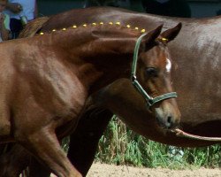 jumper Delano 91 (German Riding Pony, 2010, from DSP de Long)