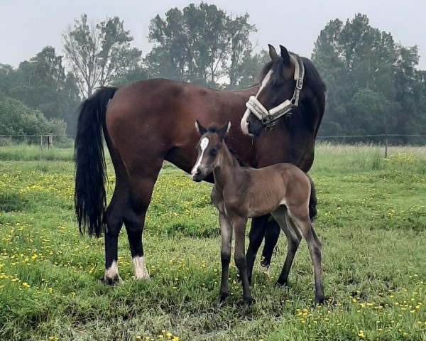 horse Time for Zazu MM (German Riding Pony, 2021, from Top Champion)