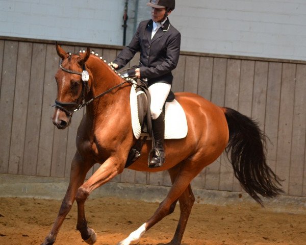 broodmare Curly Blue (German Sport Horse, 2010, from Chacco-Blue)
